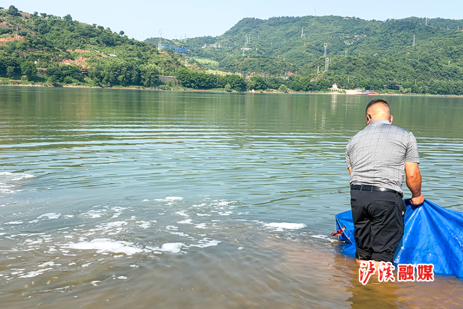 增殖放流80万尾鱼苗 (1).JPG