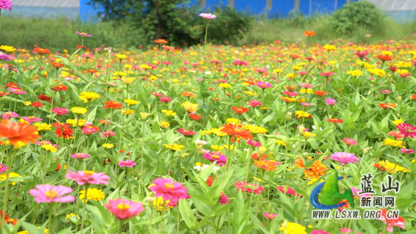 0710毛俊百日菊花海.mp4_20260714_094443.794.jpg 0710毛俊百日菊花海.mp4_20260714_094443.794.jpg