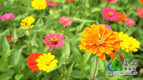 0710毛俊百日菊花海.mp4_20260714_094438.340.jpg 0710毛俊百日菊花海.mp4_20260714_094438.340.jpg