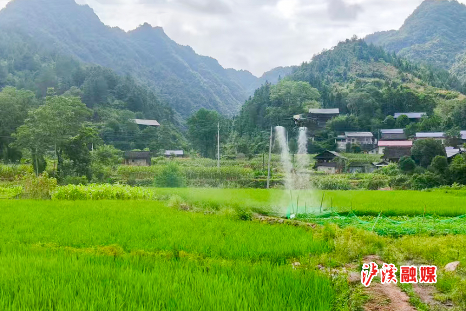 洗溪镇无人机撒药.jpg2.jpg 洗溪镇无人机撒药.jpg2.jpg