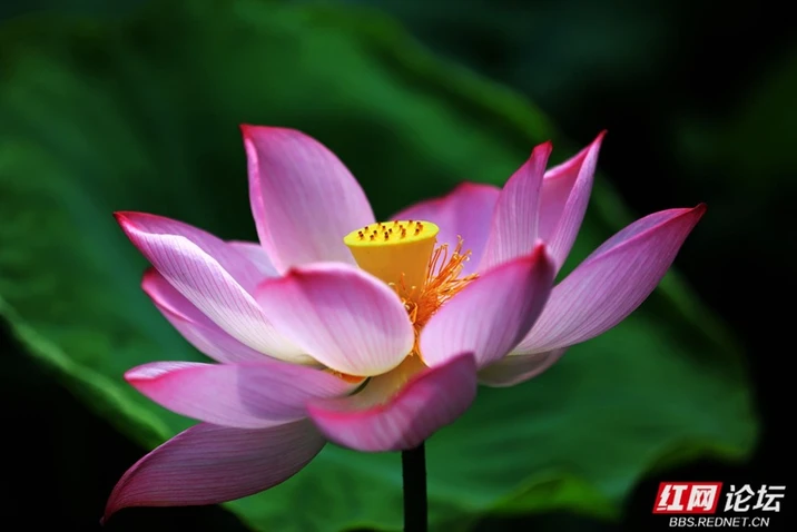 接天莲叶，满眼皆是夏天的生命力