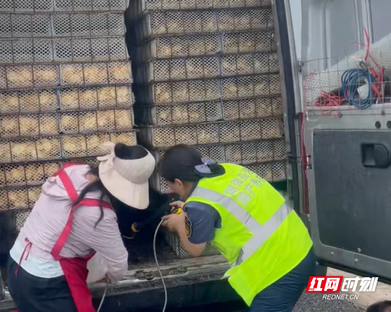 工作人员帮司机给鸡苗降温.jpg 工作人员帮司机给鸡苗降温.jpg