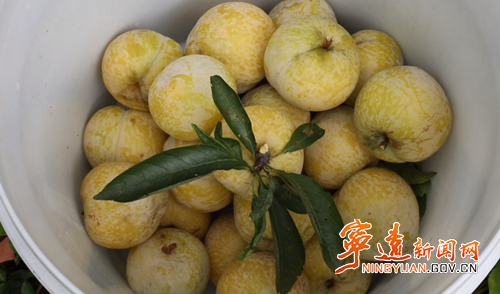 【永冲锋·拼经济·促发展】宁远黄金奈李迎丰收 产销两旺助增收2_副本500.png 【永冲锋·拼经济·促发展】宁远黄金奈李迎丰收 产销两旺助增收2_副本500.png