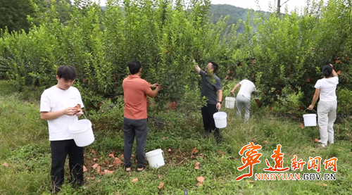 【永冲锋·拼经济·促发展】宁远黄金奈李迎丰收 产销两旺助增收_副本500.png 【永冲锋·拼经济·促发展】宁远黄金奈李迎丰收 产销两旺助增收_副本500.png