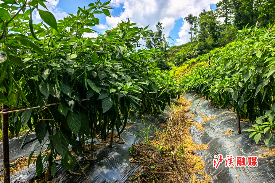 洗溪镇辣椒 (2).jpg 洗溪镇辣椒 (2).jpg