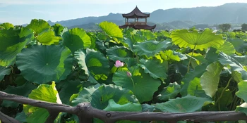 夏日消暑好去处！刘家渡荷塘清风送凉引客来