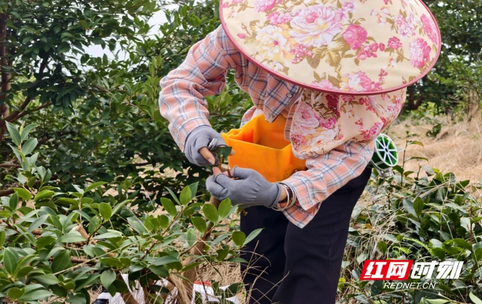 永顺县“高接换冠”助力产业提质增效