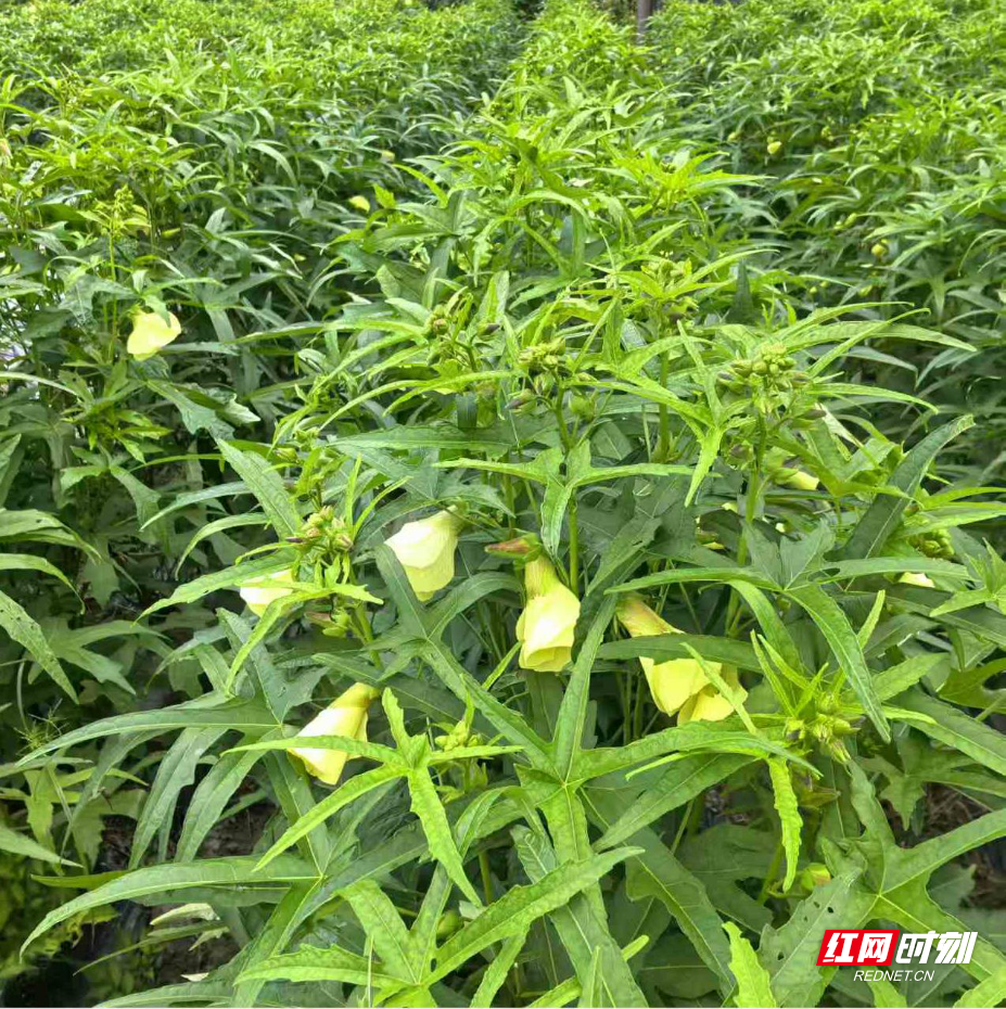 鲜花.jpg 鲜花.jpg