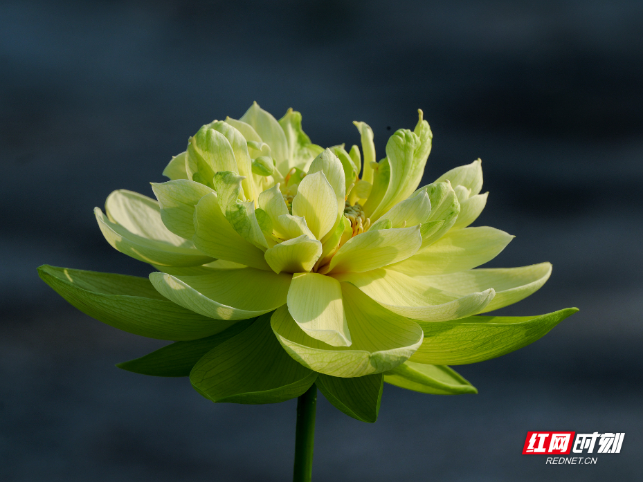 PANA6071 拷贝.jpg PANA6071 拷贝.jpg