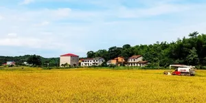 岳阳临湘：满身泥土，满心都是丰收甜