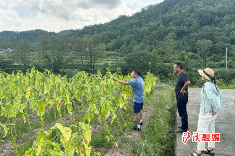 解放岩烤烟.jpg2.jpg 解放岩烤烟.jpg2.jpg