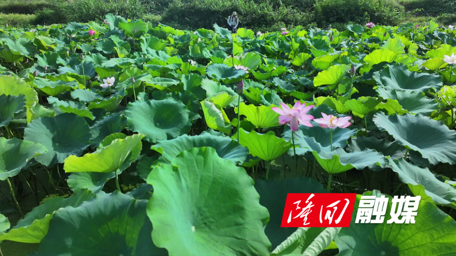 隆回：盛夏荷香引客来 农旅融合促振兴.jpg