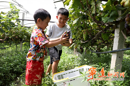 【永冲锋·拼经济·促发展】宁远：九嶷山下采摘乐2_副本500.jpg