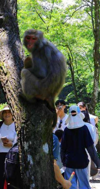 清凉避暑引客来 张家界国家森林公园暑期旅游迎旺季