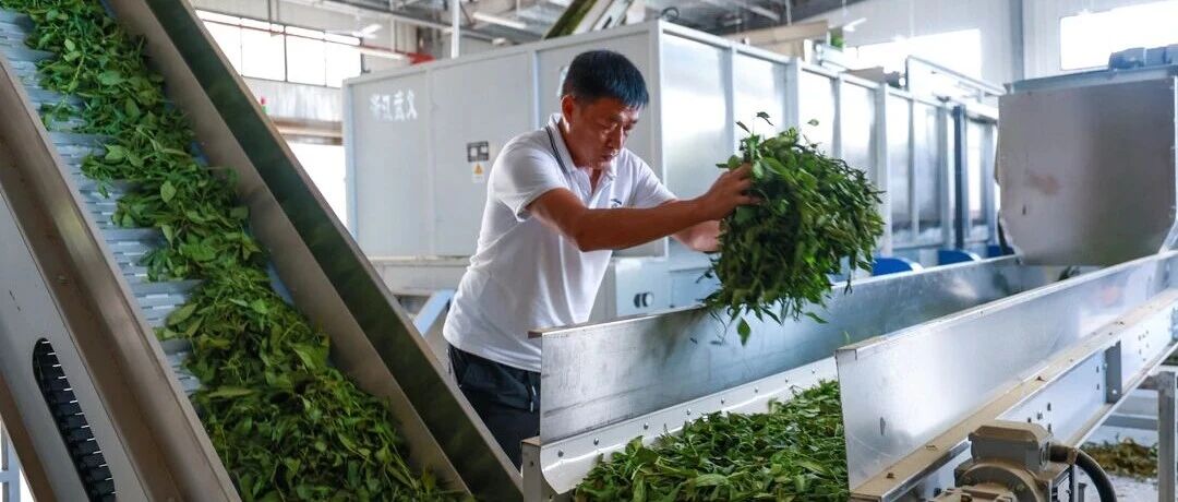 五龙农业大众茶加工厂投产运营,延伸产业链带动村民持续增收
