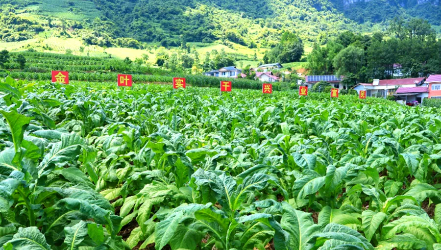灾后重建进行时 | 石门：路通，烟烤，人安