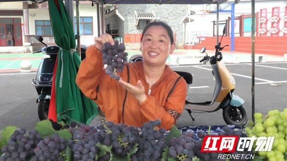 吉首市张排村：葡萄串起振兴路 葡萄节拓宽致富门