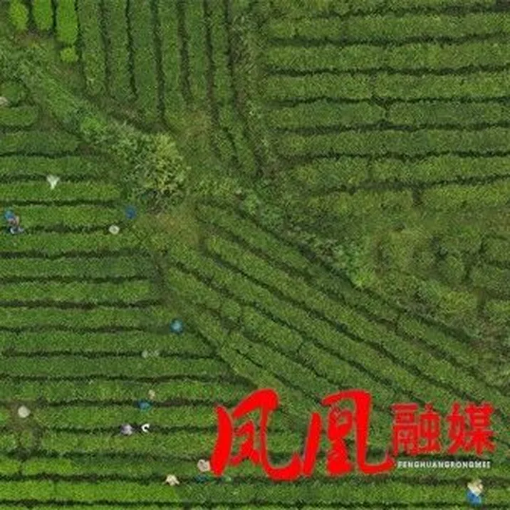 腊尔山镇科茸村：黄金茶夏秋采收有序推进