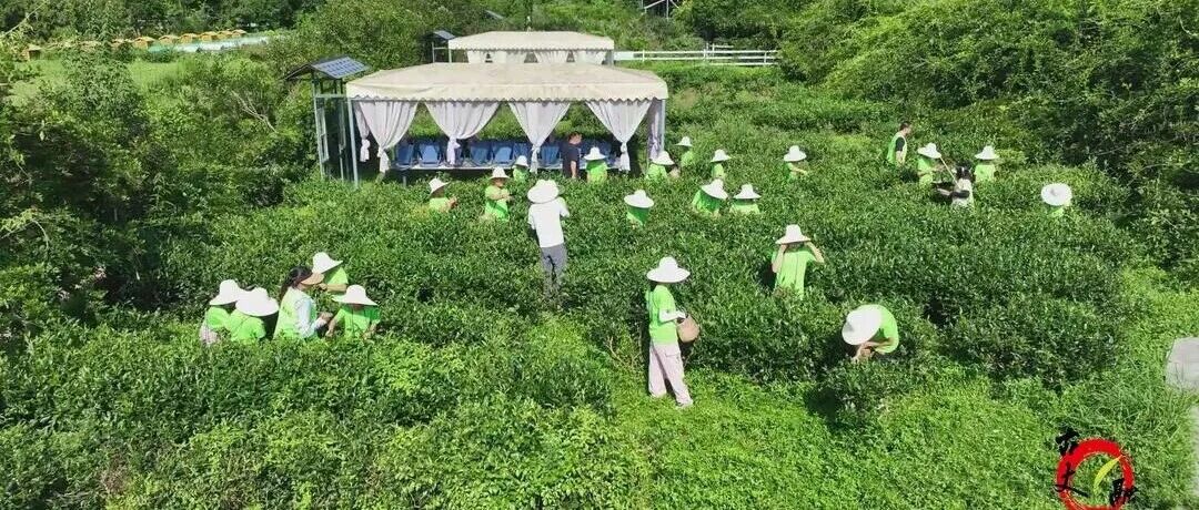茶香漫暑假 童心润古丈——英妹子梳头溪茶庄园夏令营火热进行