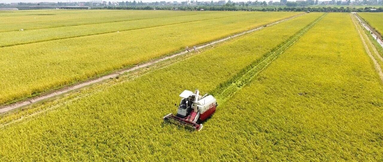 让种粮从苦到酷,湖南这个农场被联合国看上