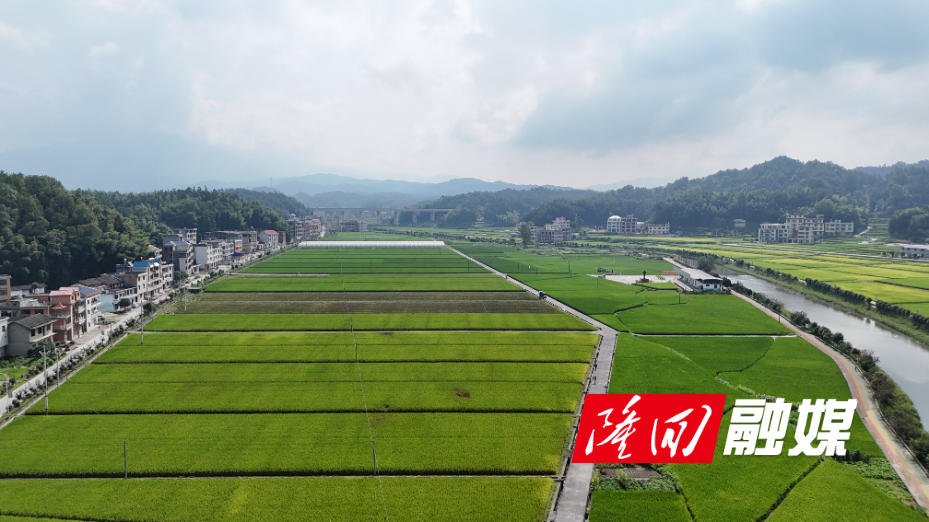 DJI_20260807094135_0001_D.jpg DJI_20260807094135_0001_D.jpg