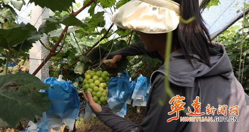 【永冲锋·拼经济·促发展】宁远:阳光玫瑰喜丰收 休闲采摘助增收_副本500.png 【永冲锋·拼经济·促发展】宁远:阳光玫瑰喜丰收 休闲采摘助增收_副本500.png