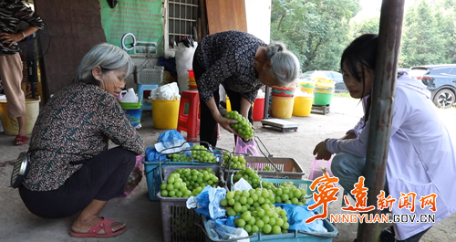 【永冲锋·拼经济·促发展】宁远:阳光玫瑰喜丰收 休闲采摘助增收2_副本500.png 【永冲锋·拼经济·促发展】宁远:阳光玫瑰喜丰收 休闲采摘助增收2_副本500.png