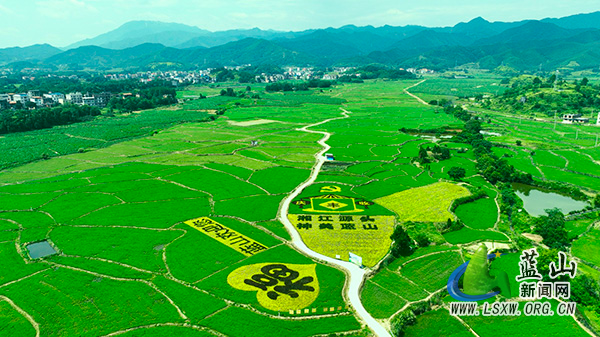 蓝山:彩稻绘“丰”景 农旅融合促振兴.jpg 蓝山:彩稻绘“丰”景 农旅融合促振兴.jpg
