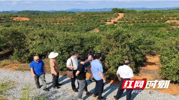 大有期货深耕产业二十四载 从写字楼到田间地头的金融实践