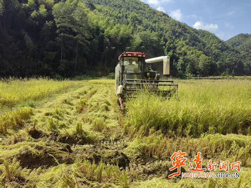 宁远：150余亩高山水稻喜丰收_副本500.jpg