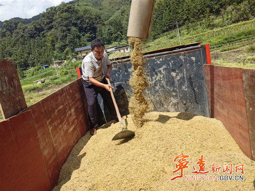 宁远：150余亩高山水稻喜丰收2_副本500.jpg
