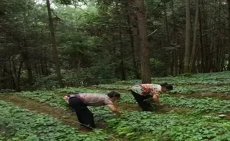 会同：林下生金 碳票变现
