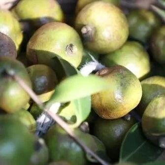 常德市鼎城区深耕油茶产业筑牢富民根基