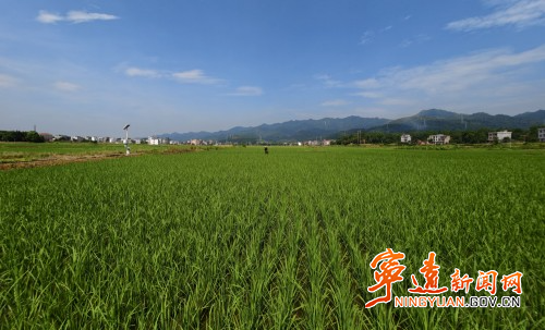 宁远:碧绿稻田绘“丰”景2_副本500.jpg 宁远:碧绿稻田绘“丰”景2_副本500.jpg