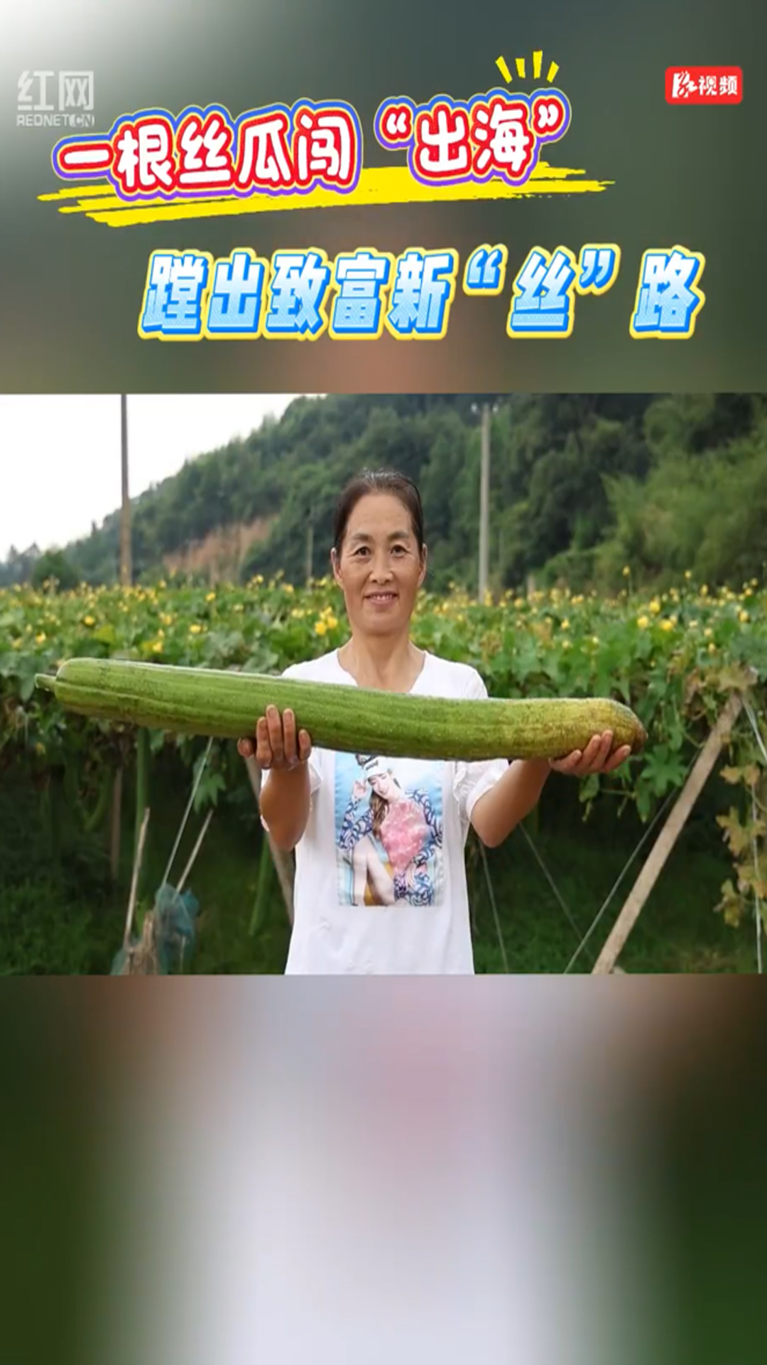 丝瓜出海拓致富新路