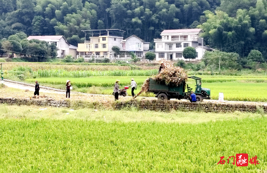 磨市镇:金秋秸秆归仓“变宝”,综合利用落地增效3.jpg 磨市镇:金秋秸秆归仓“变宝”,综合利用落地增效3.jpg