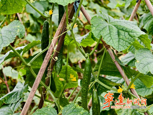 宁远县天堂镇:台风过后抢农时 管护保产护丰收_副本500.png 宁远县天堂镇:台风过后抢农时 管护保产护丰收_副本500.png