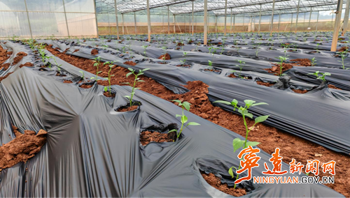 宁远县仁和镇:辣椒产业助力乡村振兴2_副本500.png 宁远县仁和镇:辣椒产业助力乡村振兴2_副本500.png