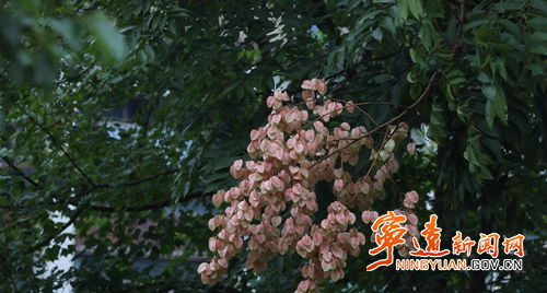 【美景不远·就在宁远】宁远:栾树缤纷 满城美景入画来2_副本500.png 【美景不远·就在宁远】宁远:栾树缤纷 满城美景入画来2_副本500.png