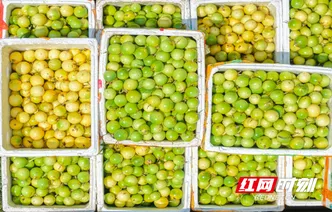 湖南道县：百香果 富农果（组图）