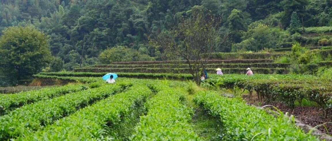 乡村振兴 | 莽山瑶族乡:秋茶采摘正当时 茶香遍野助增收