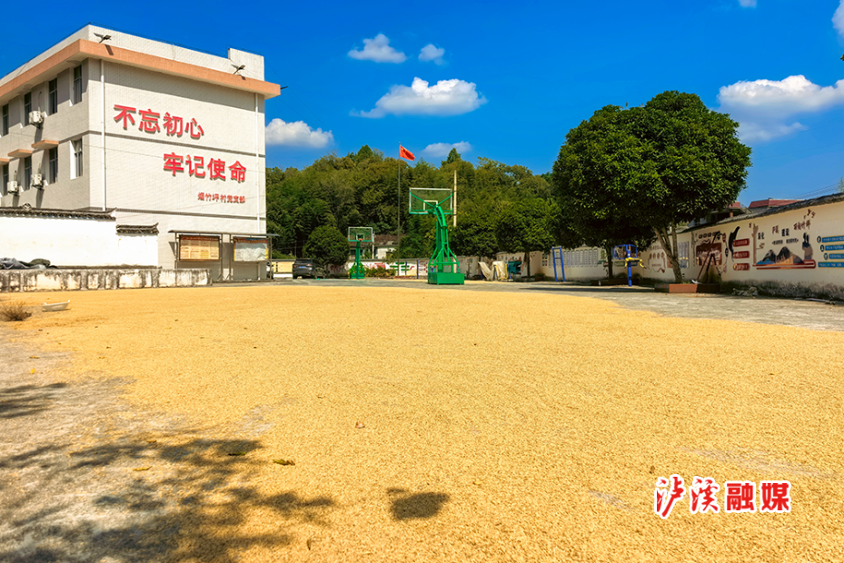 小章乡水稻收割 (1).jpg 小章乡水稻收割 (1).jpg