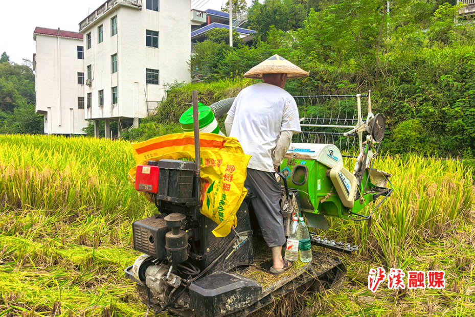 小章乡水稻收割 (2).jpg 小章乡水稻收割 (2).jpg