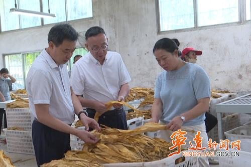 市烤烟办来宁远督导烟叶收购工作_副本500.png
