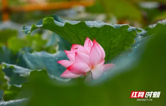 湖南新田：秋日雨荷分外娇（组图）
