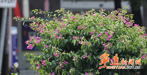 【美景不远·就在宁远】宁远:花木巧配置 居民乐享“花园生活”2_副本500.png 【美景不远·就在宁远】宁远:花木巧配置 居民乐享“花园生活”2_副本500.png