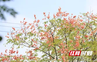 永州冷水滩：栾树绽红 秋色渐浓