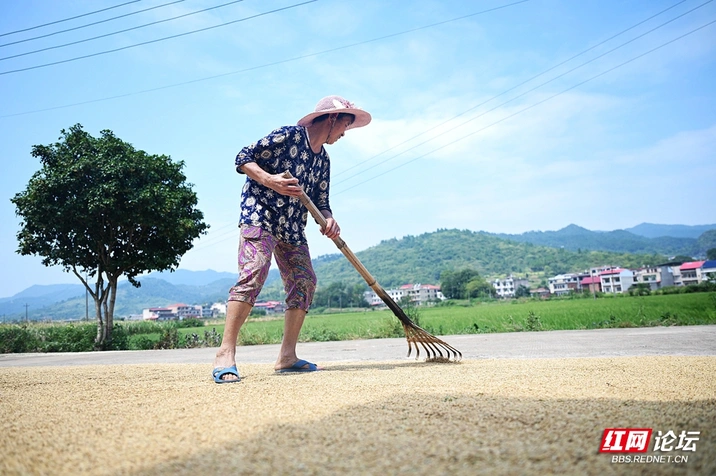 一耙翻起“黄金浪”，晒场晒出丰收香
