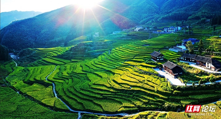 新化芭蕉山梯田，把秋天铺在山间