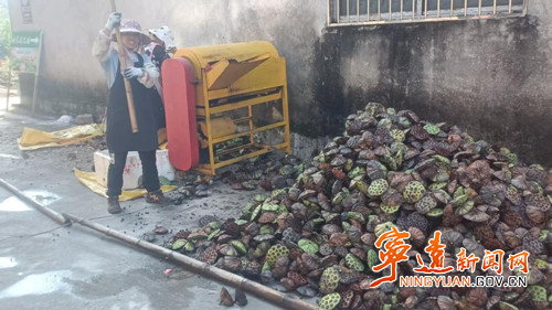 宁远县清水桥镇：百亩荷塘迎丰收 莲子飘香富乡亲_副本500.jpg